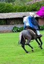 Paso Peruvian horse-Wayra Urubamba - Peru 40