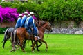 Paso Peruvian horse-Wayra Urubamba  - Peru 77 Royalty Free Stock Photo