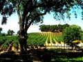 Paso Robles California Grapes on Sunny Day in CA