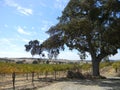 Paso Robles Vineyard Royalty Free Stock Photo