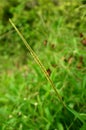 Paspalum conjugatum Royalty Free Stock Photo