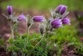 Pasque or anemone flowers in sunny spring forest Royalty Free Stock Photo