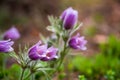 Pasque or anemone flowers in sunny spring forest Royalty Free Stock Photo