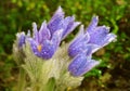 Pasque blooming on spring meadow Royalty Free Stock Photo