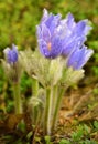 Pasque blooming on spring meadow Royalty Free Stock Photo