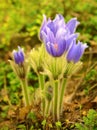 Pasque blooming on spring meadow Royalty Free Stock Photo