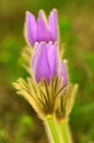 Pasque blooming on spring meadow Royalty Free Stock Photo