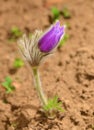 Pasque blooming on spring meadow Royalty Free Stock Photo