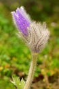 Pasque blooming on spring meadow Royalty Free Stock Photo