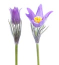 Pasque flower