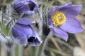 Pasque flower