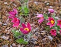 Pasque flower, beautiful spring flowers, Pulsatilla vulgaris. Royalty Free Stock Photo