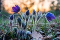 Pasque Flower blooming on spring meadow at sunset Royalty Free Stock Photo