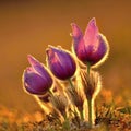 Pasque Flower blooming on spring meadow at the sunset - Pulsatilla grandis. Fine blurred natural background color.