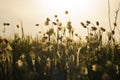 Pasque Flower blooming on spring rock at the sunset.