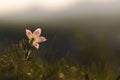 Pasque Flower blooming on spring rock at the sunset.