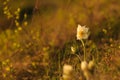 Pasque Flower blooming on spring rock at the sunset.