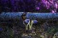 Pasque Flower blooming spring at the sunset - Pulsatilla. Fine blurred natural background color. Royalty Free Stock Photo