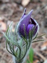 Pasque-flower