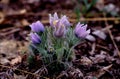 Pasque Flower 54528