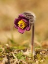 Pasque Flower in the morning light Royalty Free Stock Photo