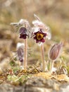 Pasque Flower in the morning light Royalty Free Stock Photo