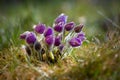 Pasque Flower Pulsatilla patens