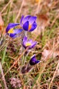 Pasque Flower (Pulsatilla patens) Royalty Free Stock Photo