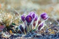 Pasque Flower Pulsatilla patens Royalty Free Stock Photo