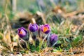 Pasque Flower Pulsatilla patens Royalty Free Stock Photo