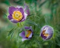 Pasque Flower (Pulsatilla patens) Blooms Royalty Free Stock Photo