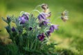 Pasque Flower (Pulsatilla patens) Royalty Free Stock Photo