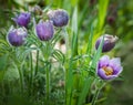 Pasque Flower (Pulsatilla patens) Group Royalty Free Stock Photo