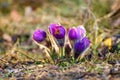 Pasque Flower Pulsatilla patens Royalty Free Stock Photo