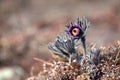 Pasque Flower Pulsatilla pratensis