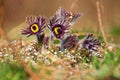 Pasque Flower Pulsatilla pratensis