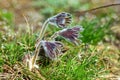Pasque Flower Pulsatilla pratensis