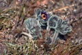 Pasque Flower Pulsatilla pratensis