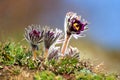 Pasque Flower Pulsatilla pratensis Royalty Free Stock Photo