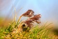 Pasque Flower Pulsatilla pratensis