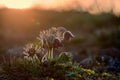 Pasque Flower Pulsatilla pratensis