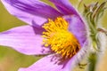 Pasque flower (Pulsatilla vulgaris) Royalty Free Stock Photo