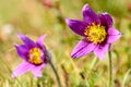 Pasque flower (Pulsatilla vulgaris) Royalty Free Stock Photo