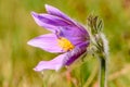 Pasque flower (Pulsatilla vulgaris) Royalty Free Stock Photo