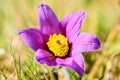 Pasque flower (Pulsatilla vulgaris) Royalty Free Stock Photo