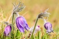 Pasque flower (Pulsatilla vulgaris) Royalty Free Stock Photo