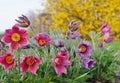 Pasque Flower,(Pulsatilla vulgaris)