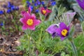 Pasque flower or pulsatilla vulgaris