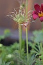 Pasque flower (Pulsatilla vulgaris) - withered infructescence Royalty Free Stock Photo