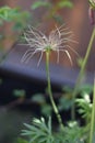 Pasque flower (Pulsatilla vulgaris) - withered infructescence Royalty Free Stock Photo